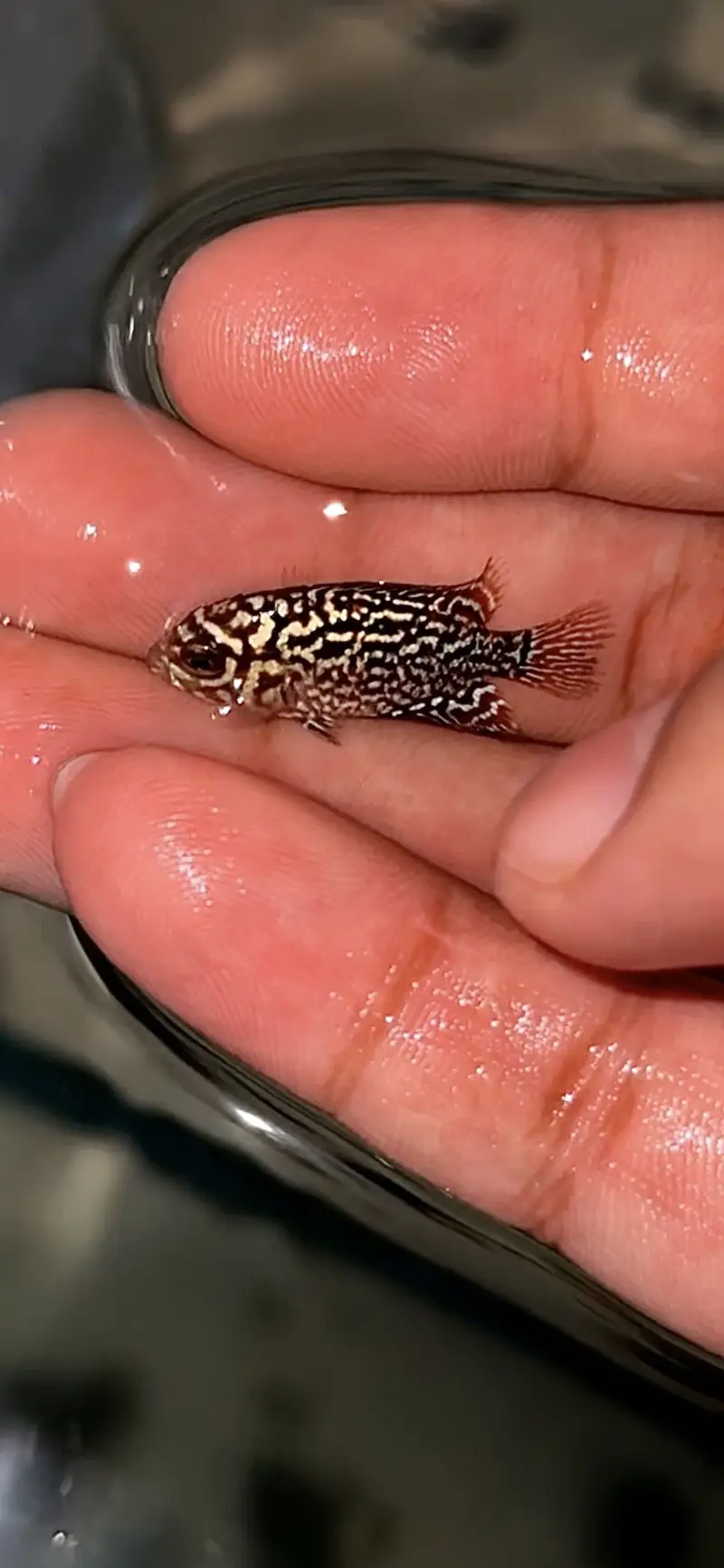 FLOWERHORN FRYS (GOLDEN BASE KML) — photo 3