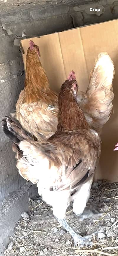 Good quality females egg giving females available