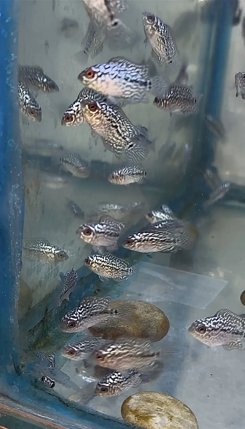 FLOWERHORN FRYS (GOLDEN BASE KML) — photo 6