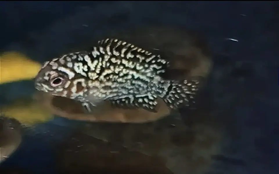 FLOWERHORN FRYS (GOLDEN BASE KML) — photo 4