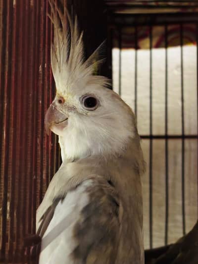 Charcoal Cocktail Breeder Pair