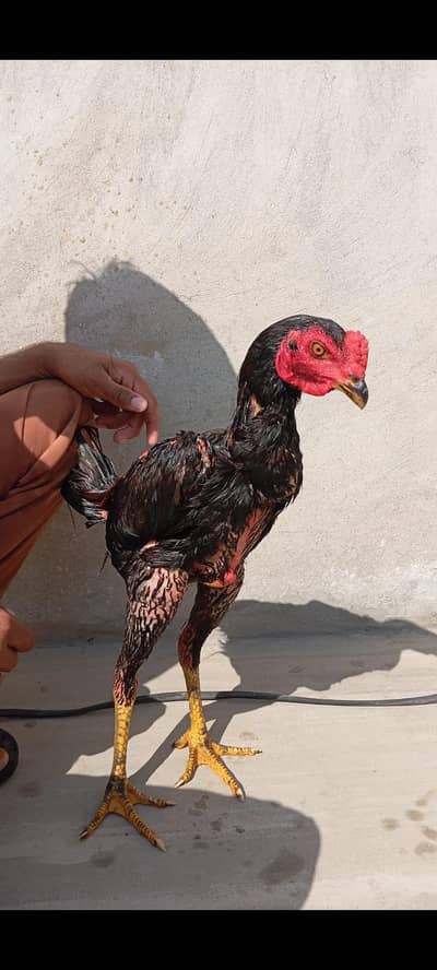 panis pakoy