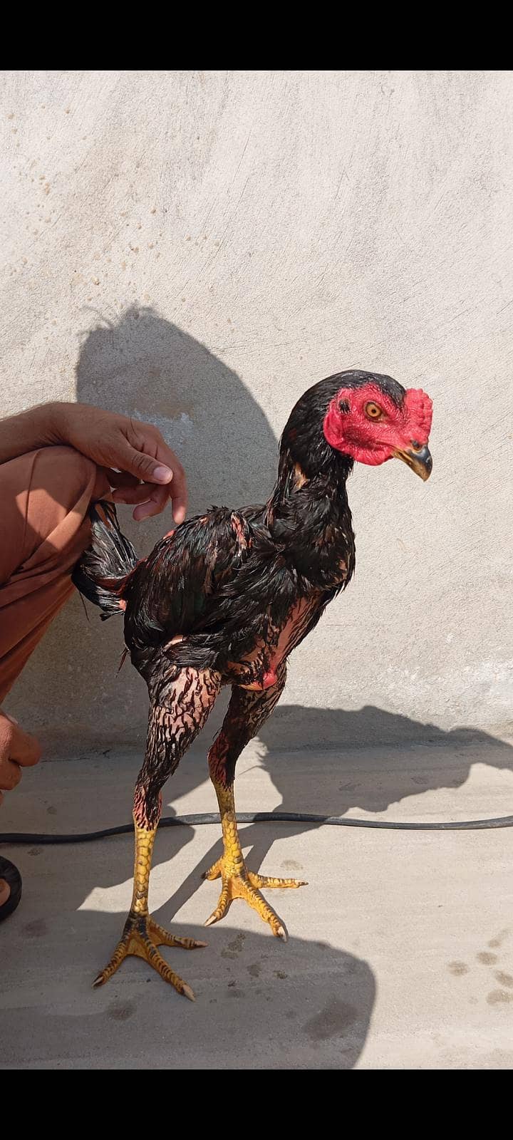 panis pakoy 0