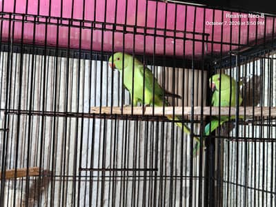 kata pair for sale /0321/8081471/