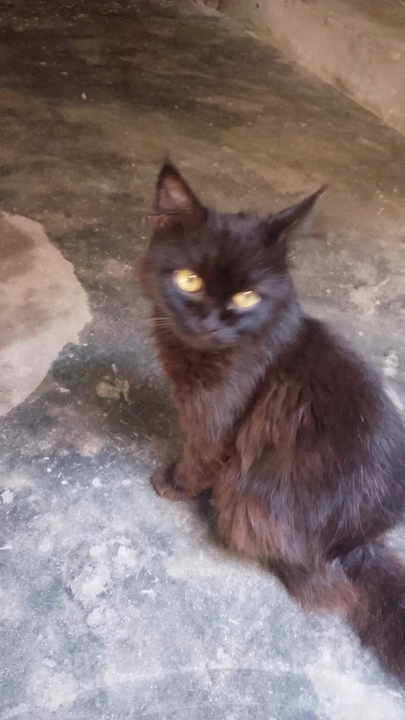 Is ka elwa bi dis tiyab ha cats — photo 4