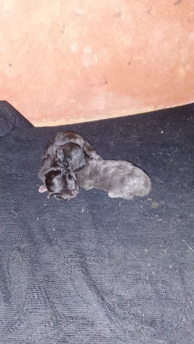 Is ka elwa bi dis tiyab ha cats — photo 5