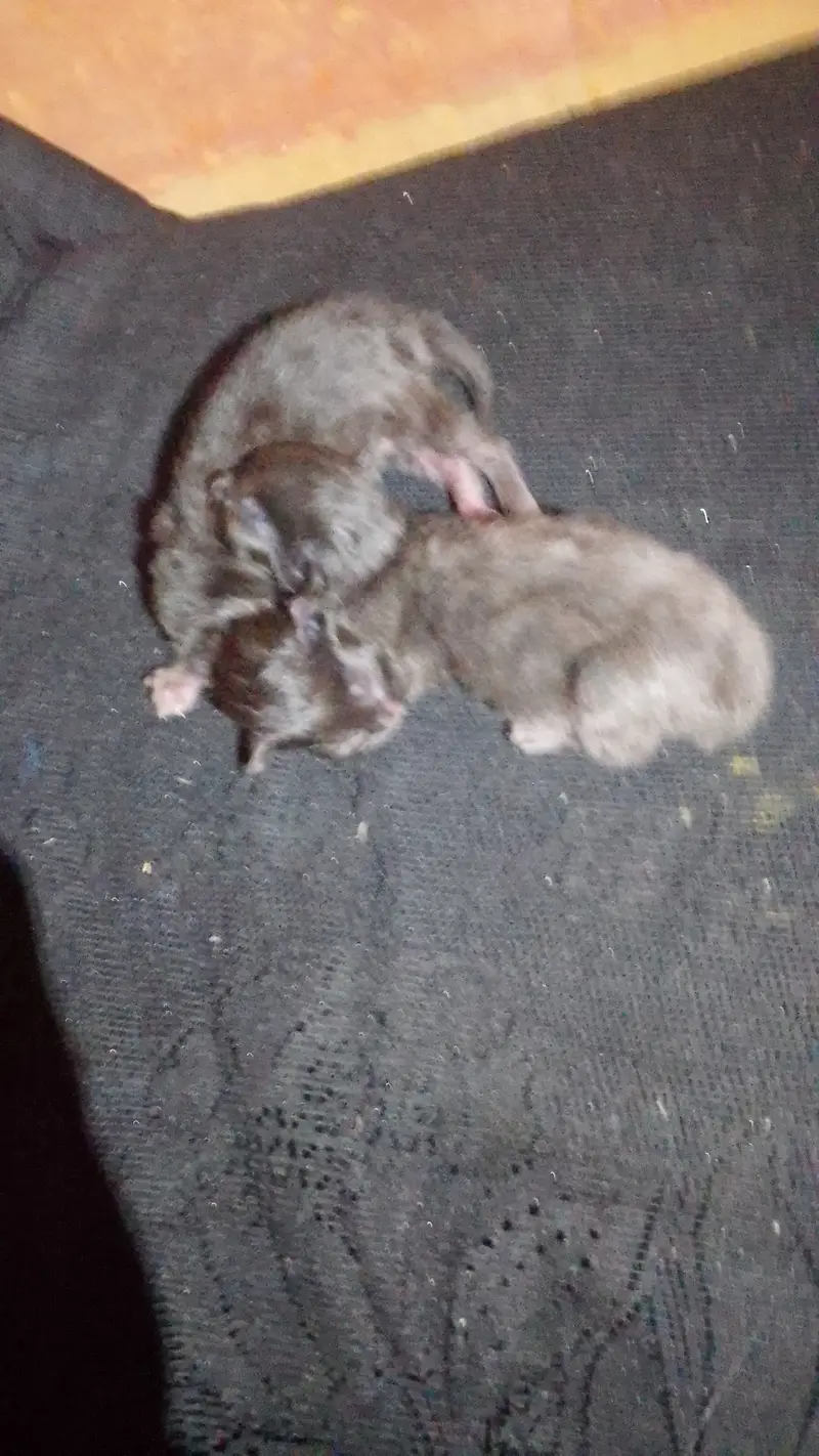 Is ka elwa bi dis tiyab ha cats — photo 6