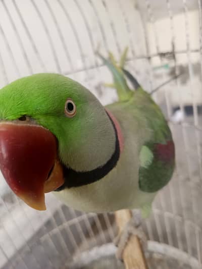 Talking+breeder male