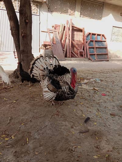 1 year black male turkey  5 kg in weight for sale
