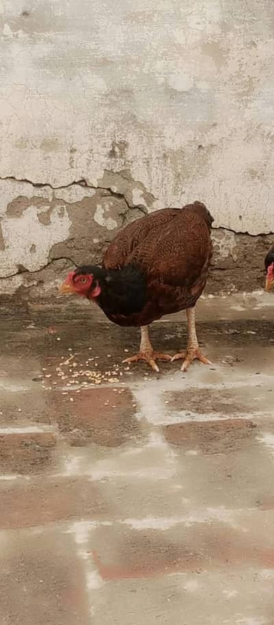 Mianwali Aseel Murghiyan for sale