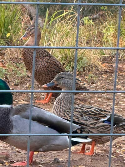 Desi ducks available 1200 per piece Rate finel ha