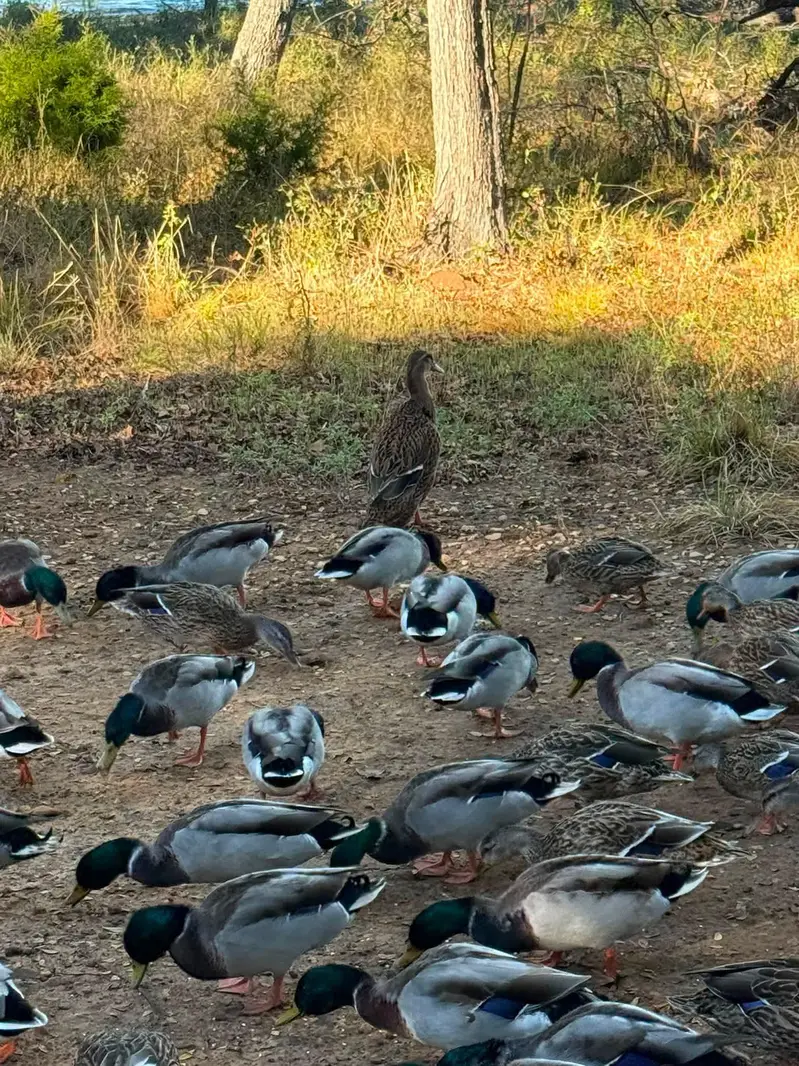 Desi ducks available 1200 per piece Rate finel ha — photo 2