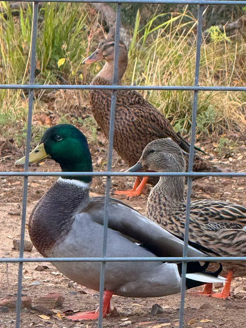 Desi ducks available 1200 per piece Rate finel ha — photo 3