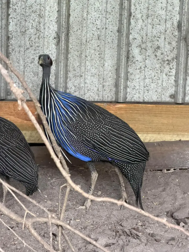 Desi ducks available 1200 per piece Rate finel ha — photo 4