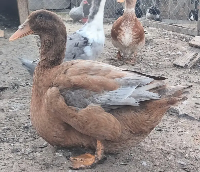 Desi ducks available 1200 per piece Rate finel ha — photo 5