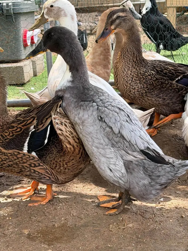 Desi ducks available 1200 per piece Rate finel ha — photo 6