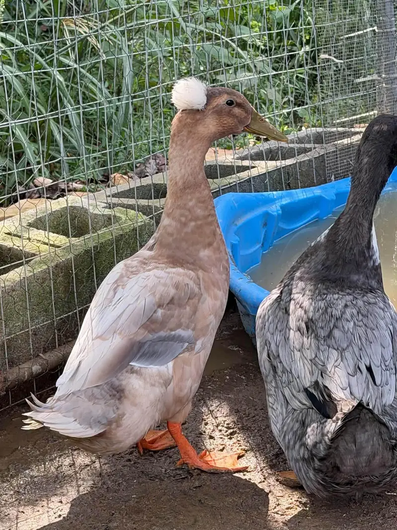 Desi ducks available 1200 per piece Rate finel ha — photo 7
