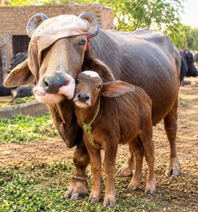 buffalo for sale