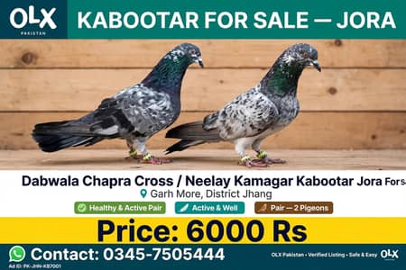 Dabwala/chapra ka cross kabooter ka jora location Garh More zila jhang