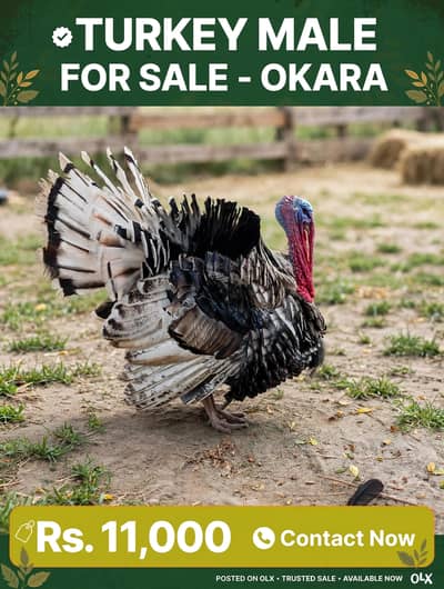 1 year black male turkey  5 kg in weight for sale