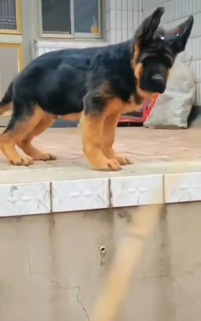 German Shepherd breed for sale mor WhatsApp. 0341,39,96,191