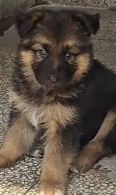 German Shepherd breed for sale mor WhatsApp. 0341,39,96,191