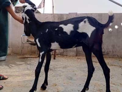 Pure. Beetal Bakri 03084593004