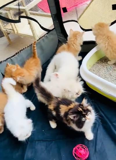 Persian kitten triple cot. for sale my WhatsApp 0341/39/96/191