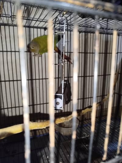 Parrot for sale