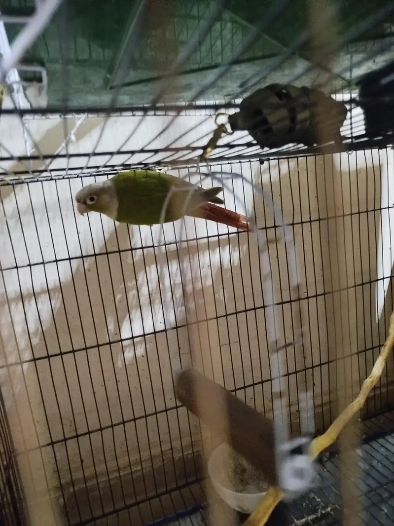 Parrot for sale — photo 2