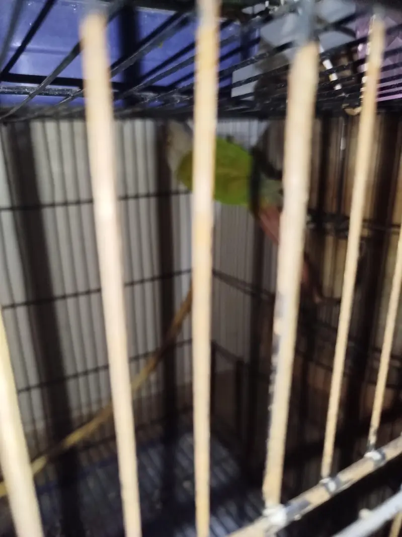Parrot for sale — photo 3