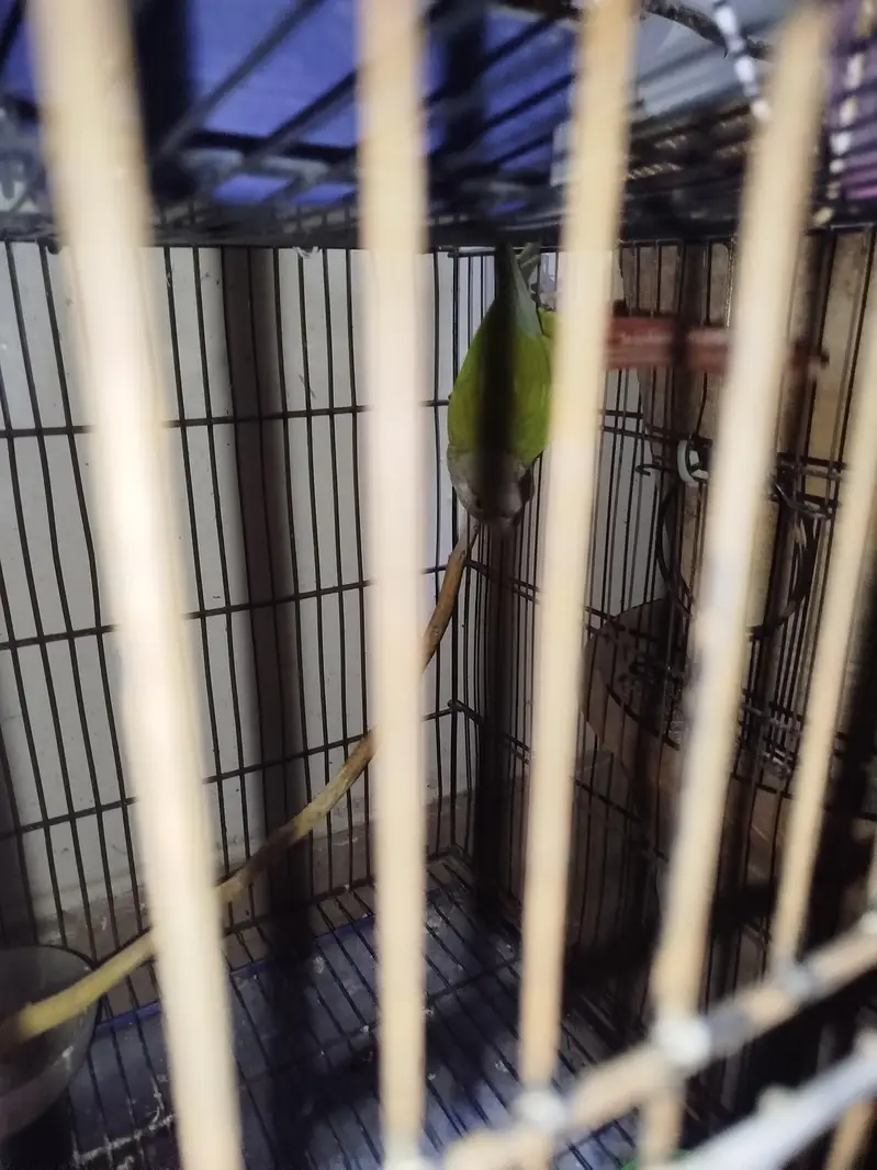 Parrot for sale — photo 4