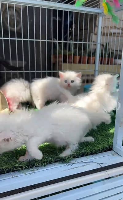 Persian kitten triple cot. for sale my WhatsApp 0341/39/96/191
