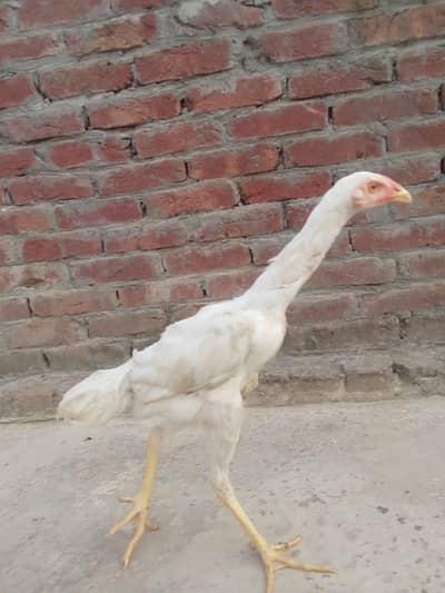Paper white shamo