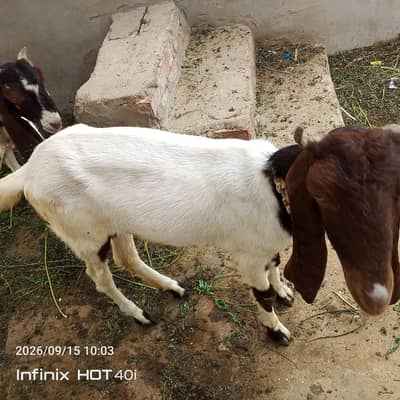femail goat 1 year age