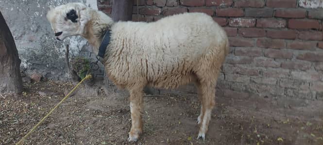 mondri paid for sale