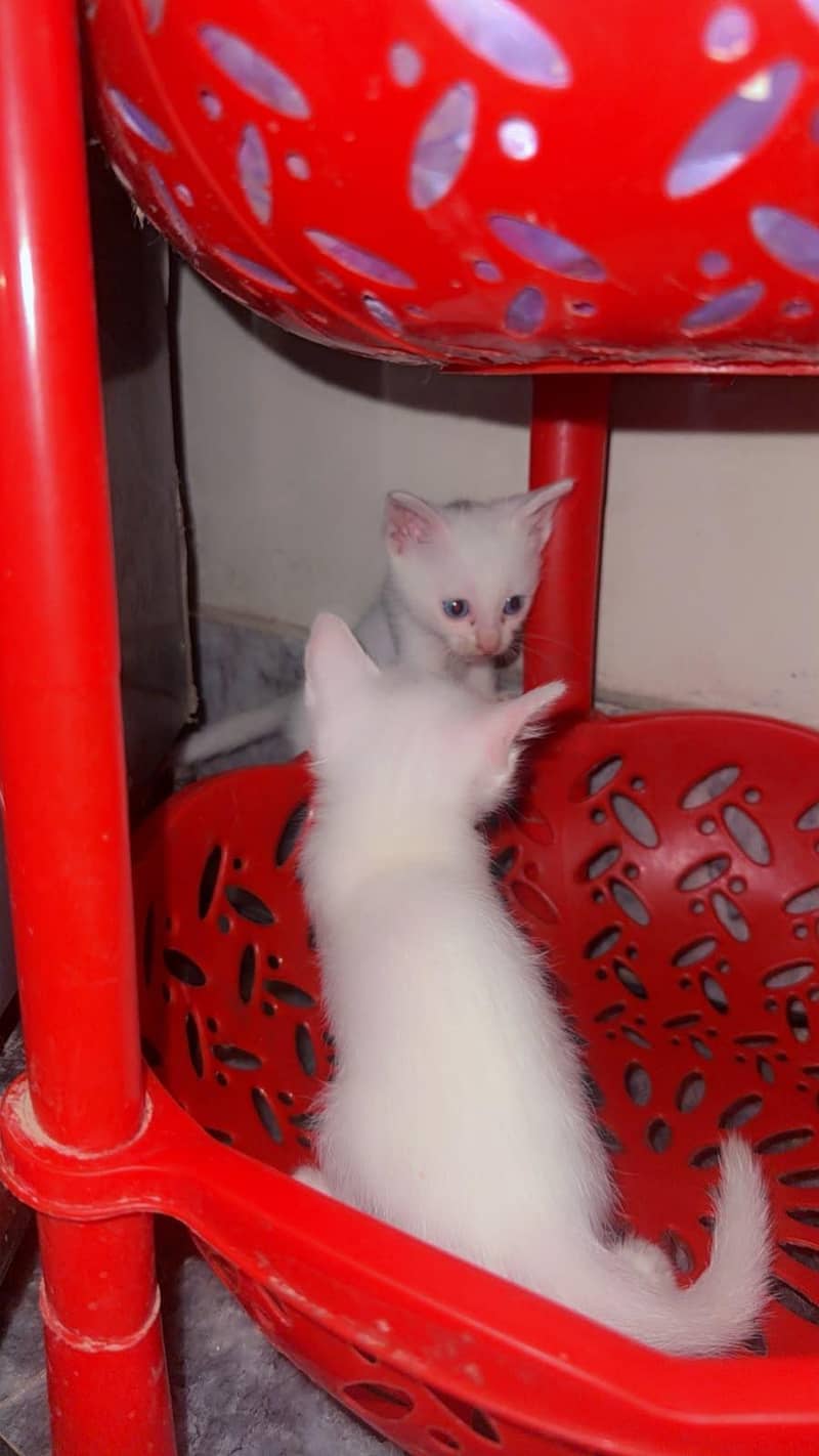 available cats 0