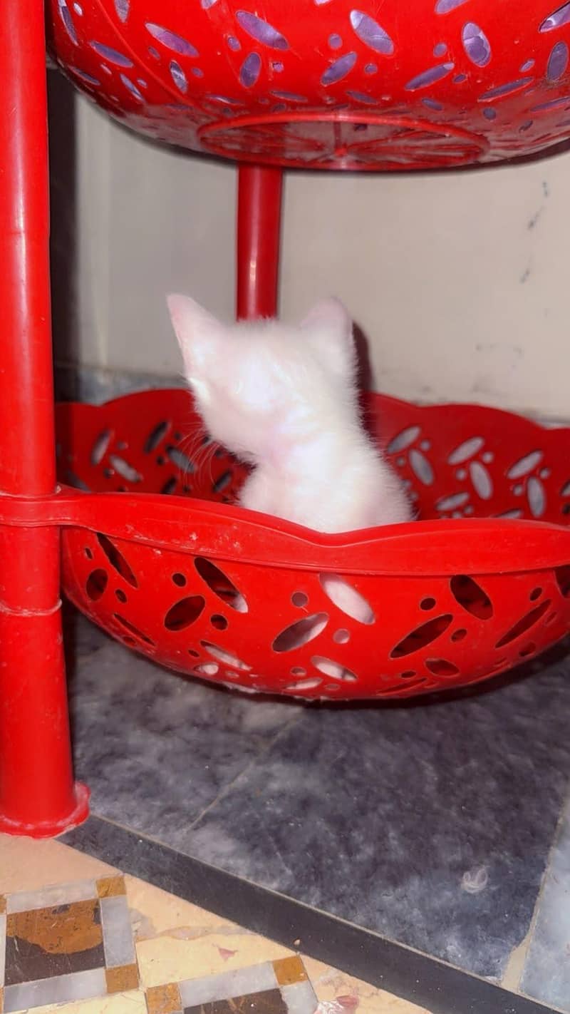 available cats 1