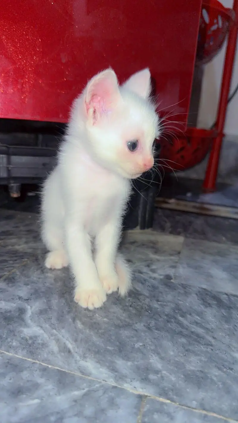 available cats — photo 3