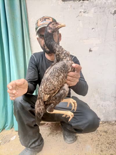 hi quality shajri for sell