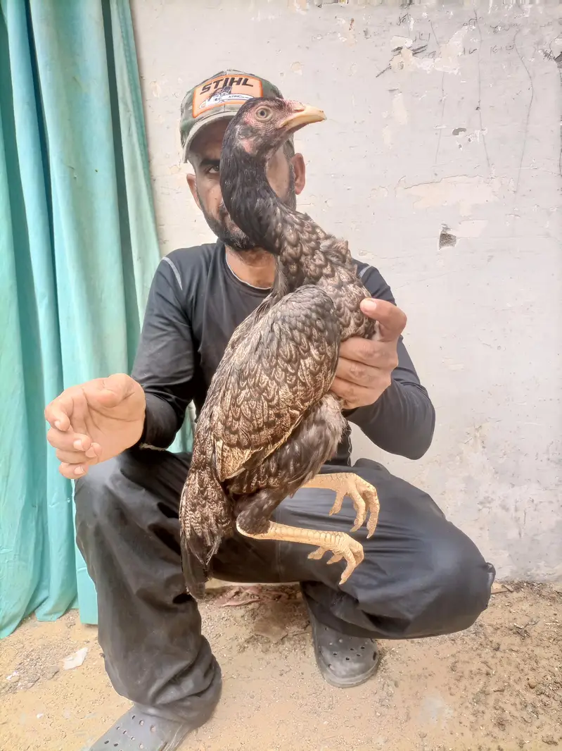 hi quality shajri for sell — photo 2