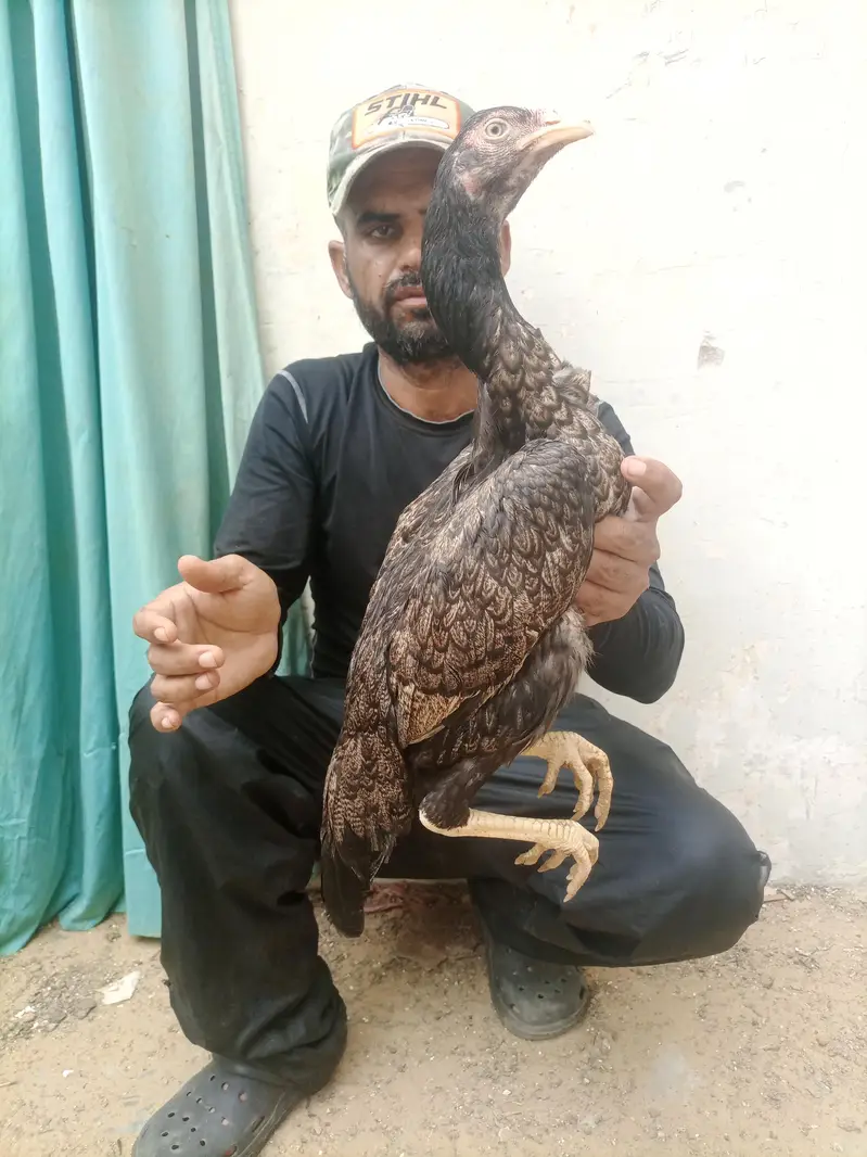 hi quality shajri for sell — photo 3