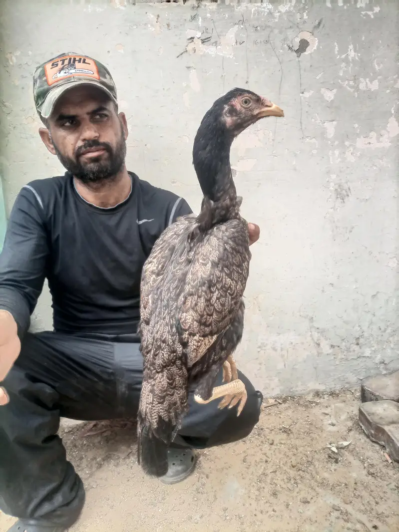 hi quality shajri for sell — photo 4