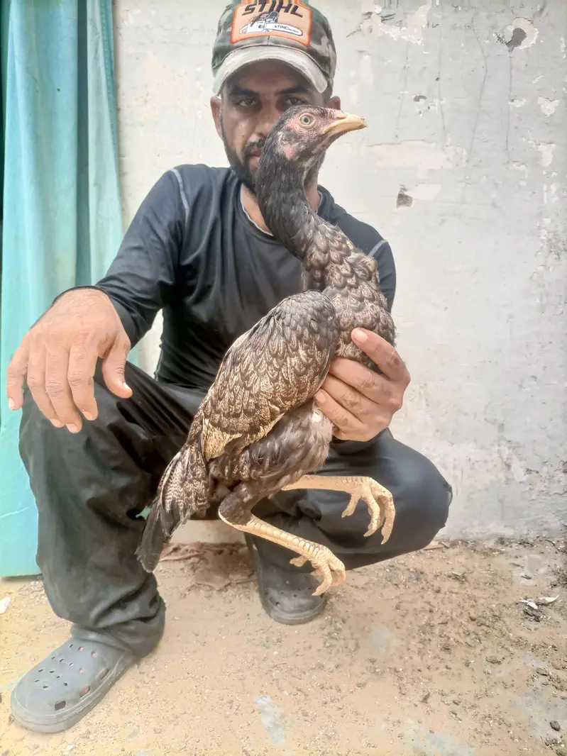 hi quality shajri for sell — photo 5