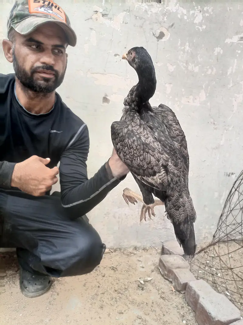 hi quality shajri for sell — photo 6