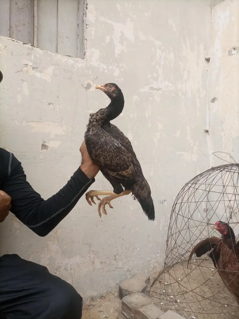 hi quality shajri for sell — photo 7