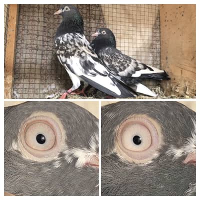 High flyer pigeon WhatsApp 03707052004
