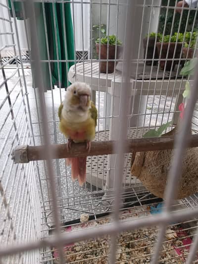 pineapple conure