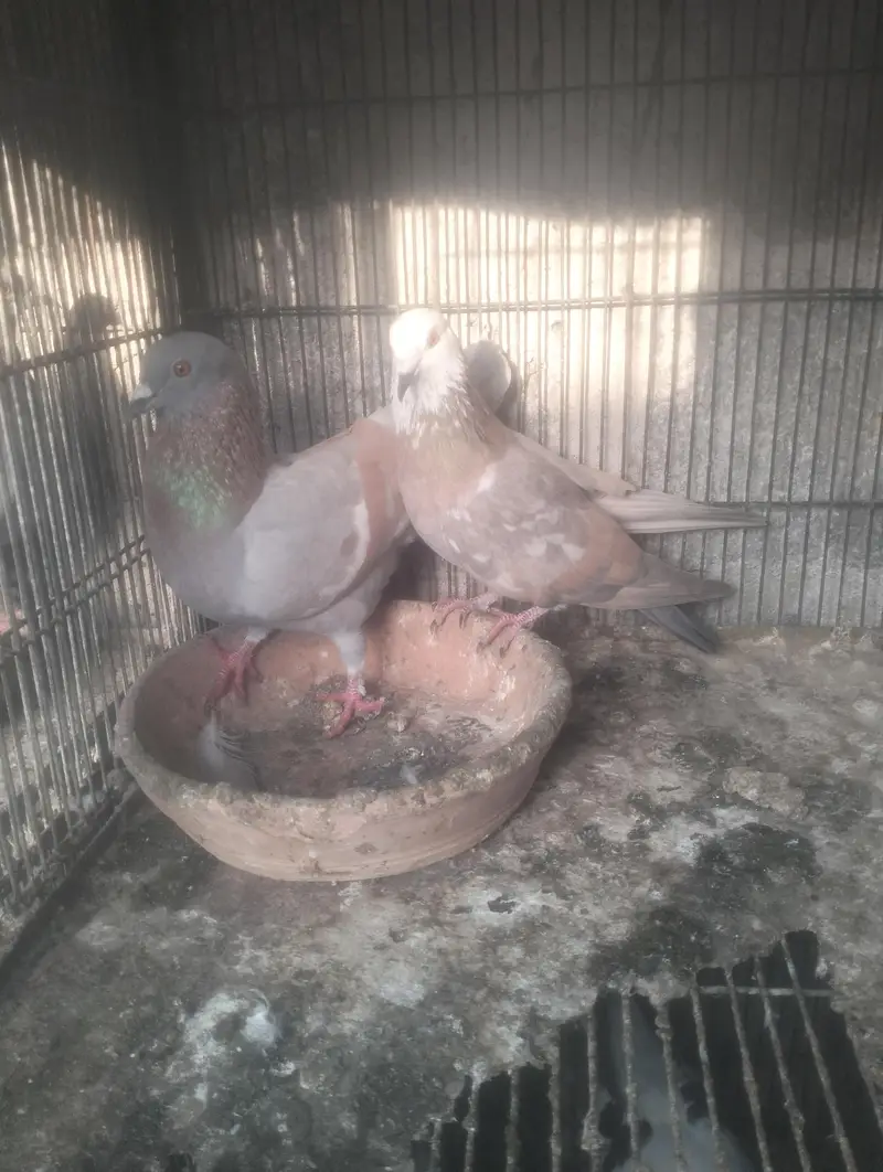ghagra ganda dar or lal ban kheri butta dar — photo 2