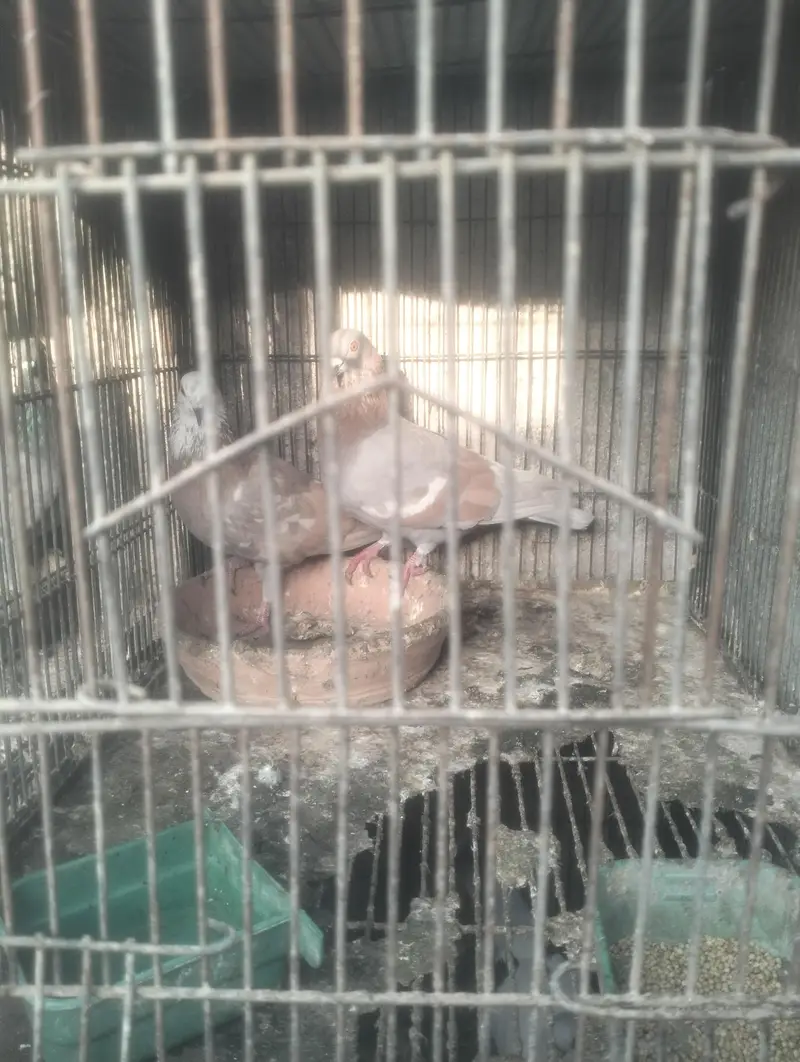ghagra ganda dar or lal ban kheri butta dar — photo 3